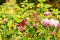 20210807-D5600-DSC_8468